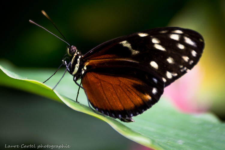 Heliconius hecale