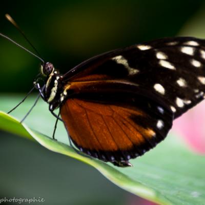 Heliconius hecale