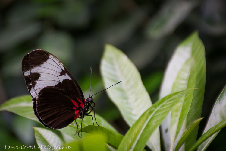 Heliconius sapho