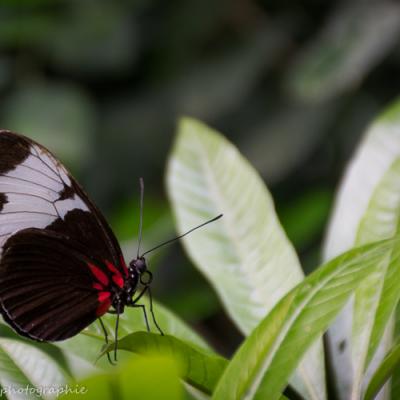 Heliconius sapho