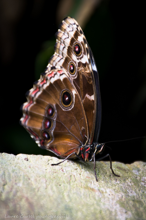 Morpho