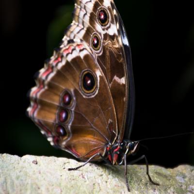 Morpho