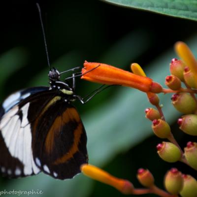 Heliconius