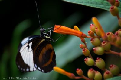 Heliconius
