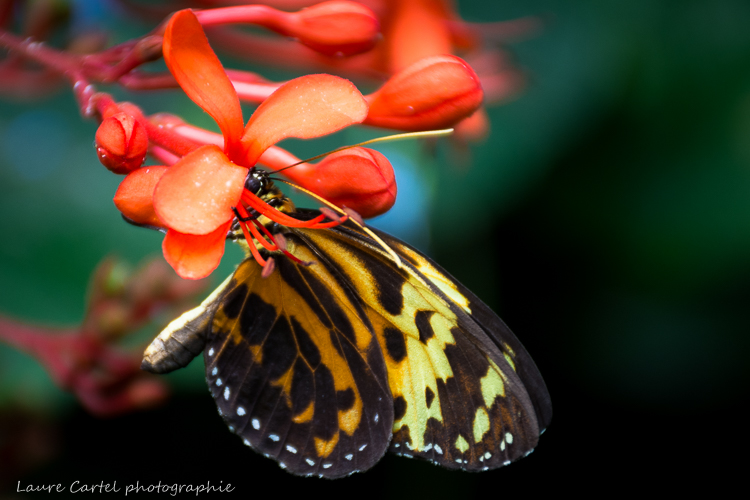 Autre vue d'un heliconius