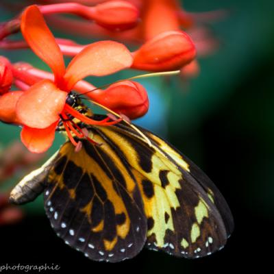 Autre vue d'un heliconius