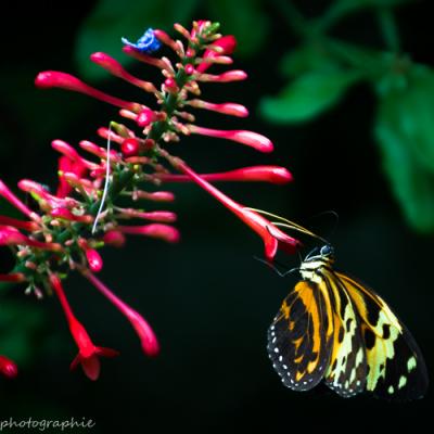 Heliconius hecale