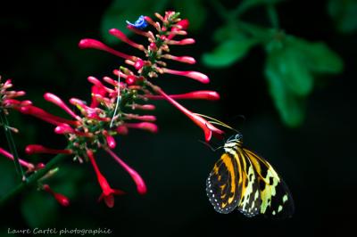 Heliconius hecale