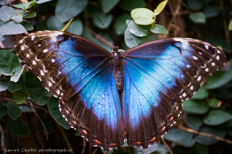 Morpho bleu