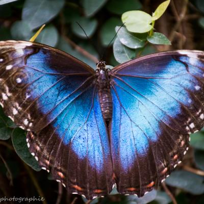 Morpho bleu