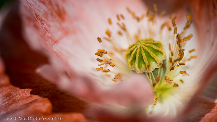 Fleur de pavot