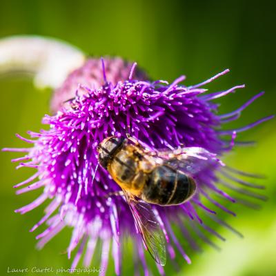 En pleine récolte