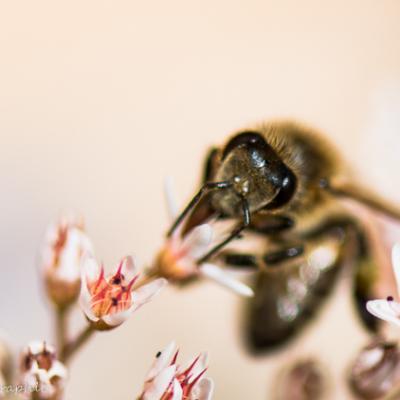 En pleine récolte